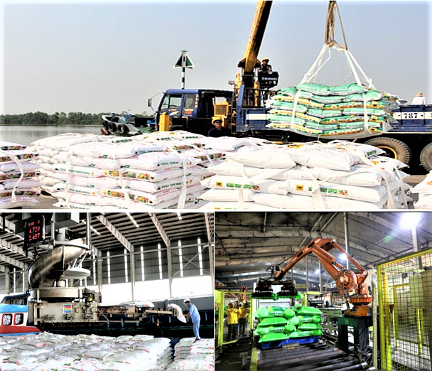 Ngành phân bón bảo đảm nguồn cung cho sản xuất nông nghiệp trước xung đột Trung Đông Ngành phân bón bảo đảm nguồn cung cho sản xuất nông nghiệp trước xung đột Trung Đông